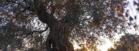 Legno Vivo, Xylella oltre il batterio – visione gratuita del docu-film