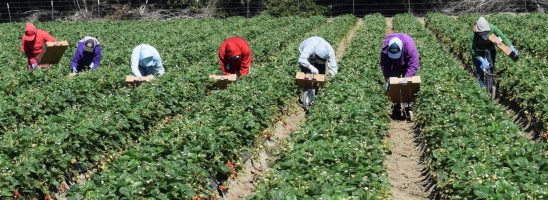 Assorurale: «In sostegno dei contadini e dei braccianti, per un’agricoltura dei diritti»