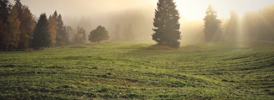 Piccola guida pratica e non esaustiva di “sovescio”dello spirito