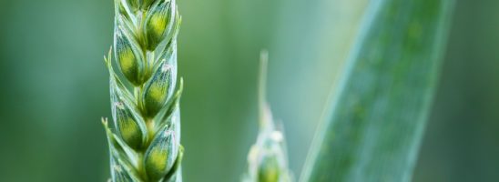 «Consiglio UE, Italia si batta per transizione ecologica dell’agricoltura»