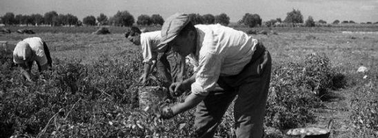 Alzare la testa dalla terra