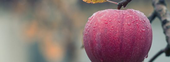 Giornata mondiale dell’Alimentazione: spunti di Decrescita Felice