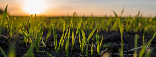 L’azienda agricola che lancia il concorso per …. “adottare” un contadino bio