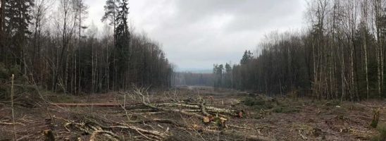 «Danni continua a resistere nei nostri cuori!». Un racconto dalla foresta di Dannenröd, in Germania