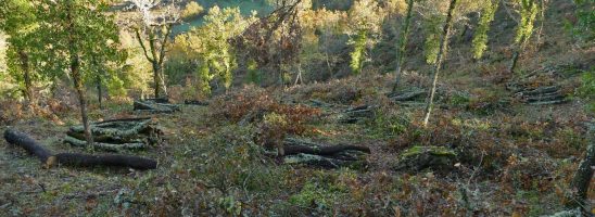 Laudato, sì; ovvero qualche frase in memoria di un bosco