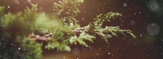 Sotto la neve pane