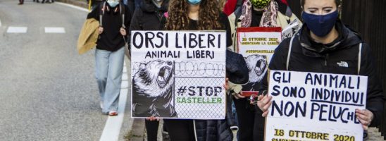 Sabato 10 aprile a Trento seconda manifestazione nazionale della campagna #StopCasteller per chiedere la liberazione dei tre orsi rinchiusi