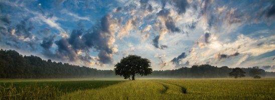 L’Italia ritorni alla sua vocazione agricola e artigianale