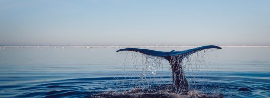 L’Islanda abbandonerà la caccia alle balene dal 2024