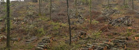 Movimento per la Terra: «Stop ai tagli boschivi in Toscana»