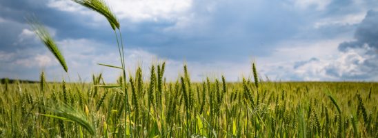 Pesticidi nei suoli: i dati del monitoraggio di “Cambia la terra”