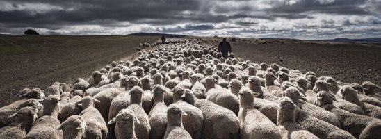 Dalla scomparsa della famiglia naturale alla transumanza della mandria africana. Creazione della super colonia di schiavi…