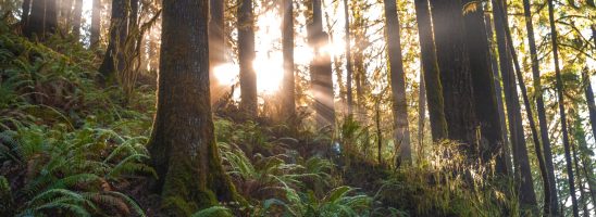 La natura è più forte dei mercanti