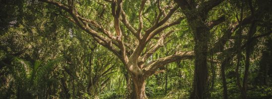 La superficie pro capite delle foreste è diminuita del 60%