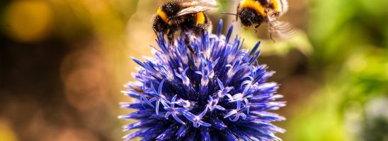 Effetto dei pesticidi sulle api: difficoltà di volo e di orientamento