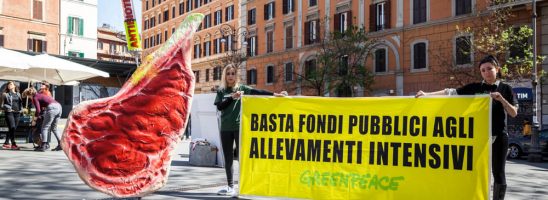 Greenpeace: «Allevamenti intensivi: emettono ammoniaca, inquinano l’aria e ricevono soldi pubblici»