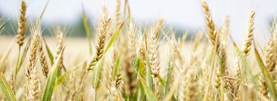 Il grano Ucraino e la non sovranità alimentare italiana