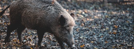 Gli animali? Sterminiamoli tutti, in ogni luogo, in ogni momento (tranne i nostri gatti e cani da compagnia, ovviamente)…