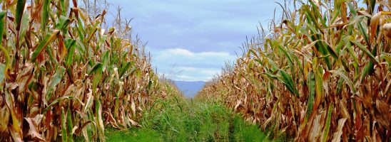 FederBio e AssoBio: «Sulle NGT si rischia la deregulation. La prima vittima è l’agricoltura biologica».