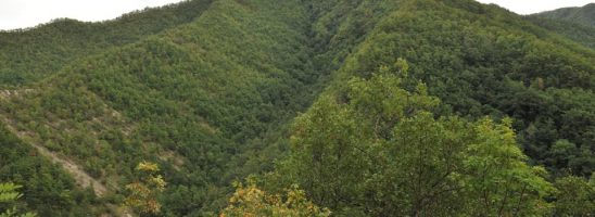 Un gruppo di cittadini compra 24 ettari di foresta per farne un’oasi protetta