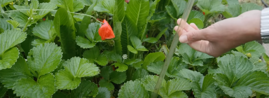 L’orto autoirrigante: una soluzione a tanti problemi!