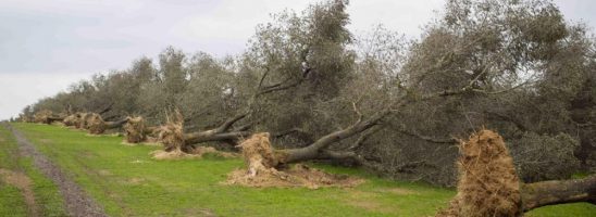 La Xylella è ancora una “emergenza”?