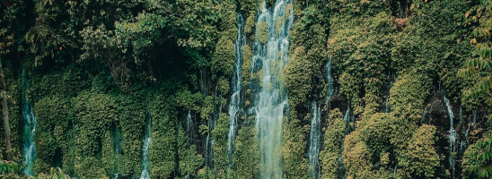 Il surriscaldamento potrebbe danneggiare il meccanismo di fotosintesi delle foreste tropicali: lo studio