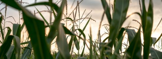 Navdanya: «Le strategie dell’industria agroalimentare dietro la nuova generazione di Ogm»