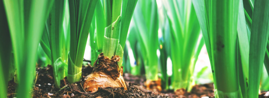 Il vero ruolo dell’agricoltura: da merce a valore