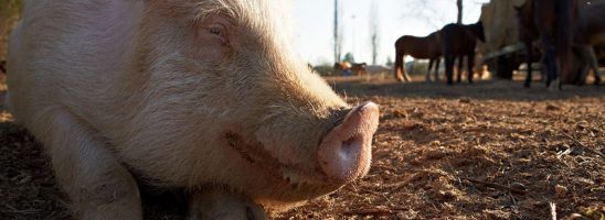 La Rete Santuari Animali Liberi si mobilita per difendere i luoghi-rifugio