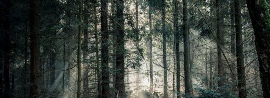 Tagli degli alberi, eliminato l’obbligo di autorizzazione paesaggistica