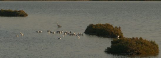 In Italia un milione e mezzo di uccelli acquatici: gli habitat vanno preservati