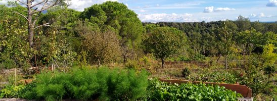 L’orto autoirrigante: soluzione adatta ovunque, dal terrazzo al campo