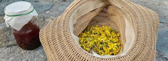 Autoproduzione. Oleolito di fiori di Iperico: erboristeria antica.