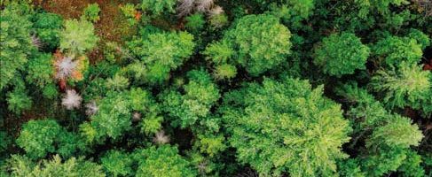 Il cancro del pianeta colpisce ancora: disastro ambientale nella laguna di Orbetello