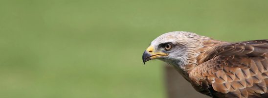 Referendum a tutela di fauna e ambiente: via alla raccolta di firme