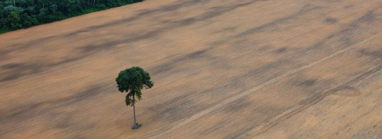 La legge salva-foreste EUDR rischia di slittare di un anno