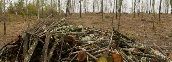 “Boschi toscani: una scomoda verità”: documentario pubblico e il WWF si mobilita