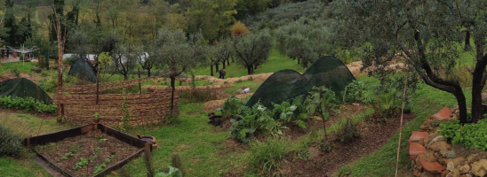 Ritorno al futuro: la fondamentale importanza delle foreste